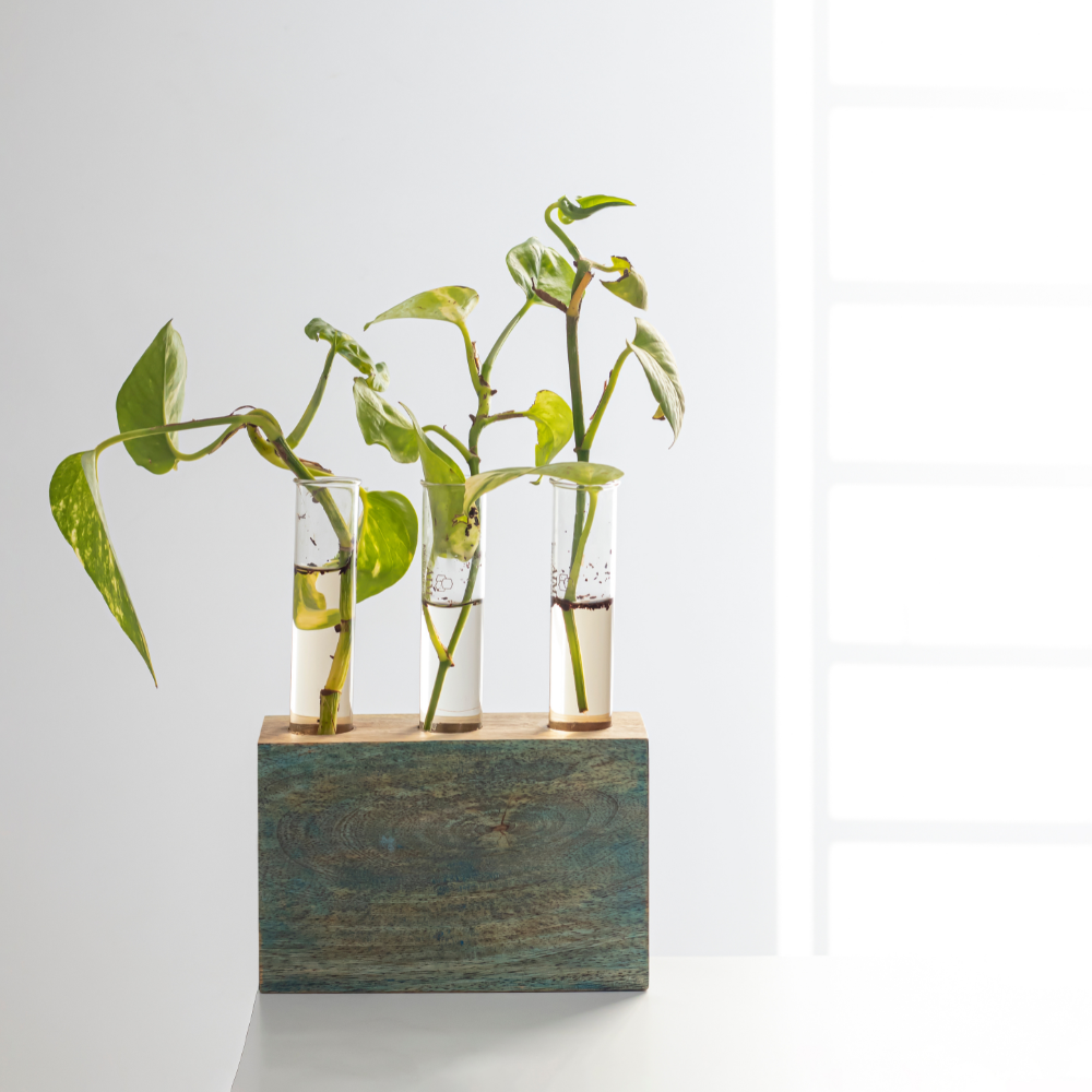 Set of three Kashtham Mango Wood Test Tube Planters by Mirai Woods, featuring natural wooden plant holders with glass test tubes.