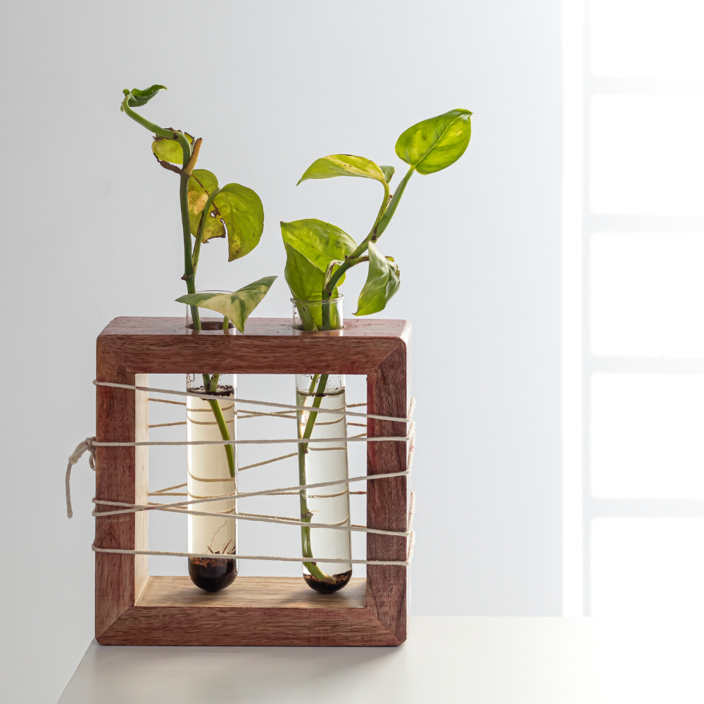Apaiser Mango Wood Test Tube Planter | Minimal Desk Planter (Set of 2)